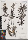Foto von Salix eleagnos Scop.